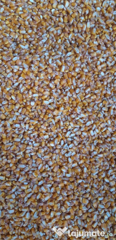 Porumb pioner 90 bani kg 35 40 tone