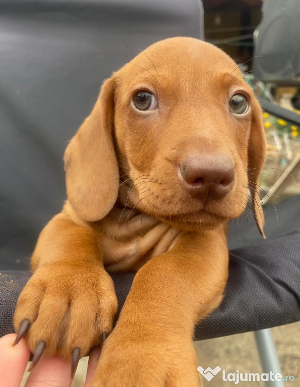 Pui teckel Dachshund