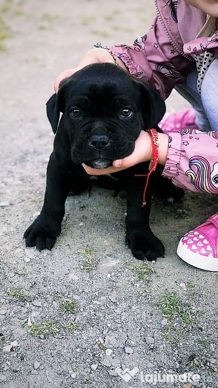 Pui cane corso!