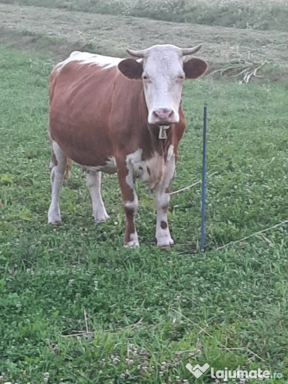 Vaca Baltata romaneasca
