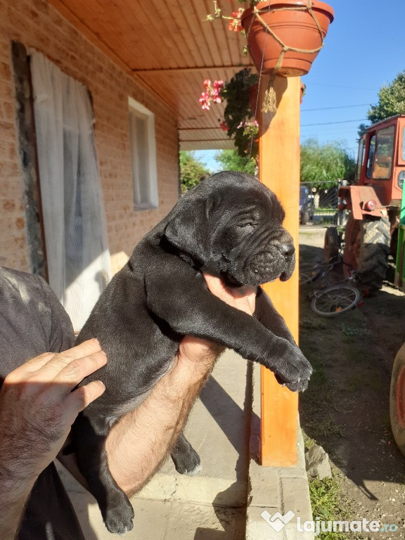 Catei cane corso