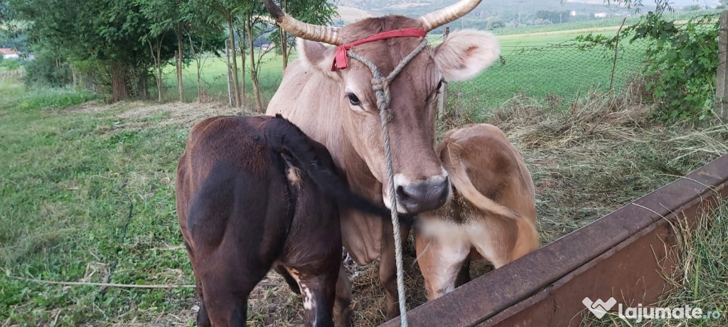 Vaca cu vitel si vitica și Taur