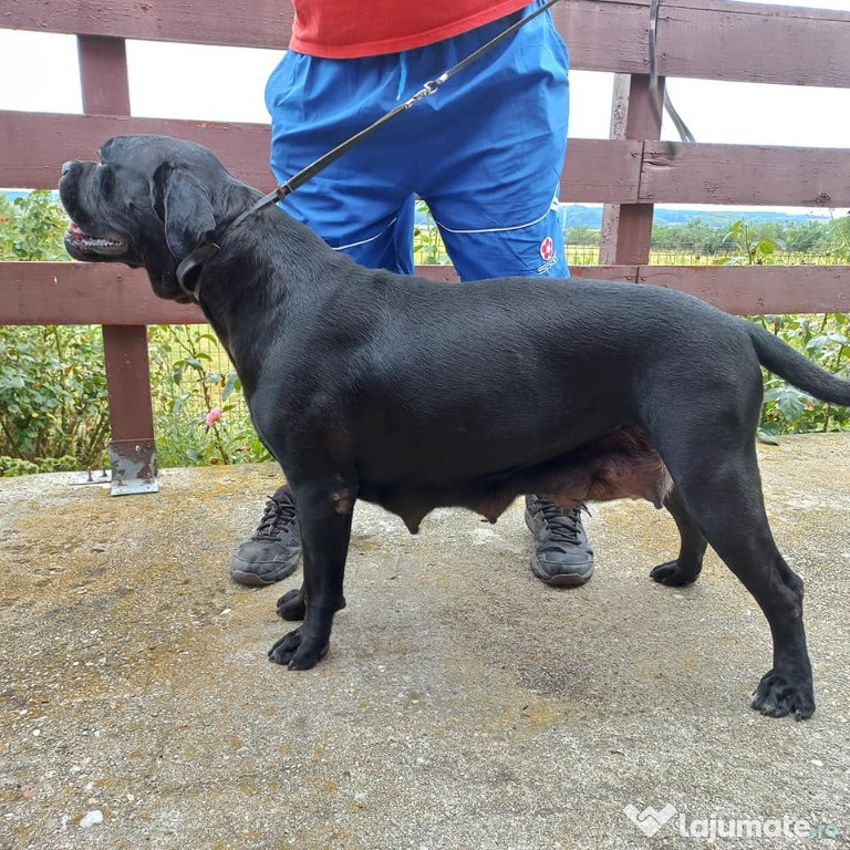 Pui Cane Corso