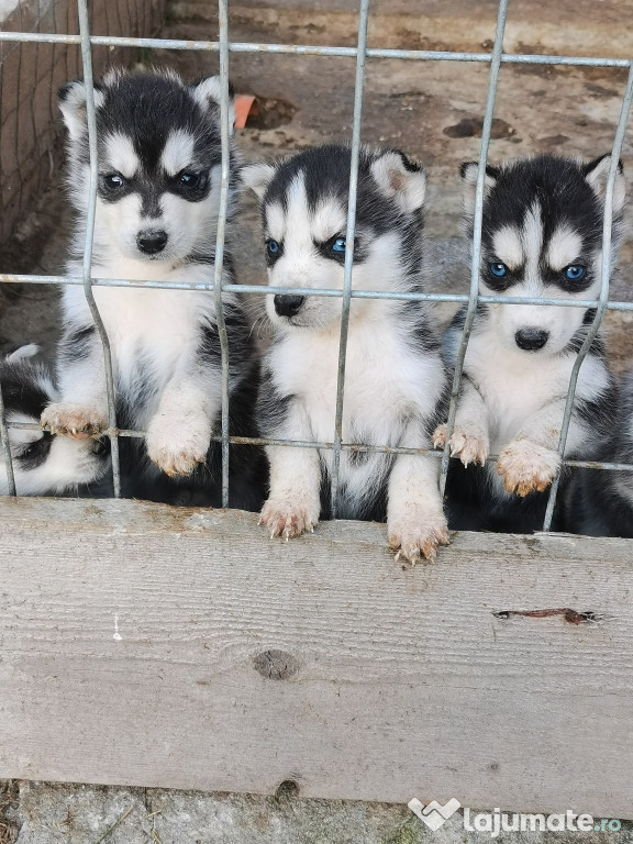 Căței husky siberian