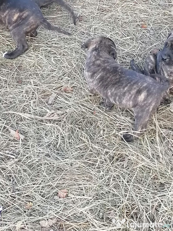 Cătei presa canario