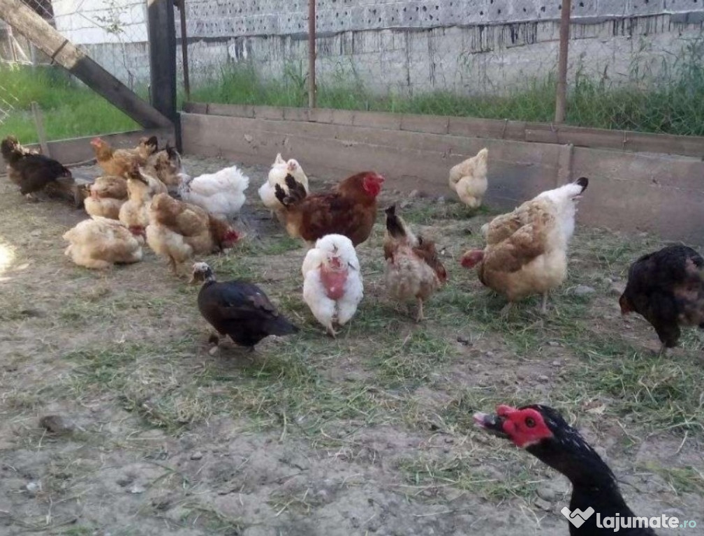 Gaini și rate