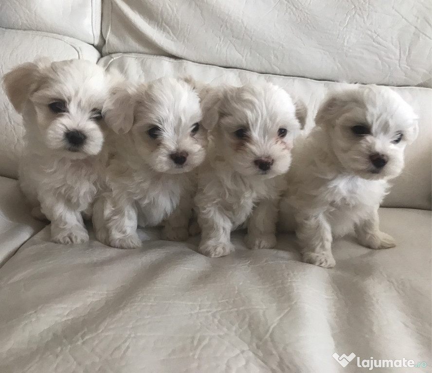 Bichon maltez mini toy