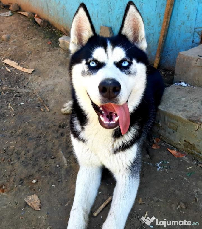 Husky