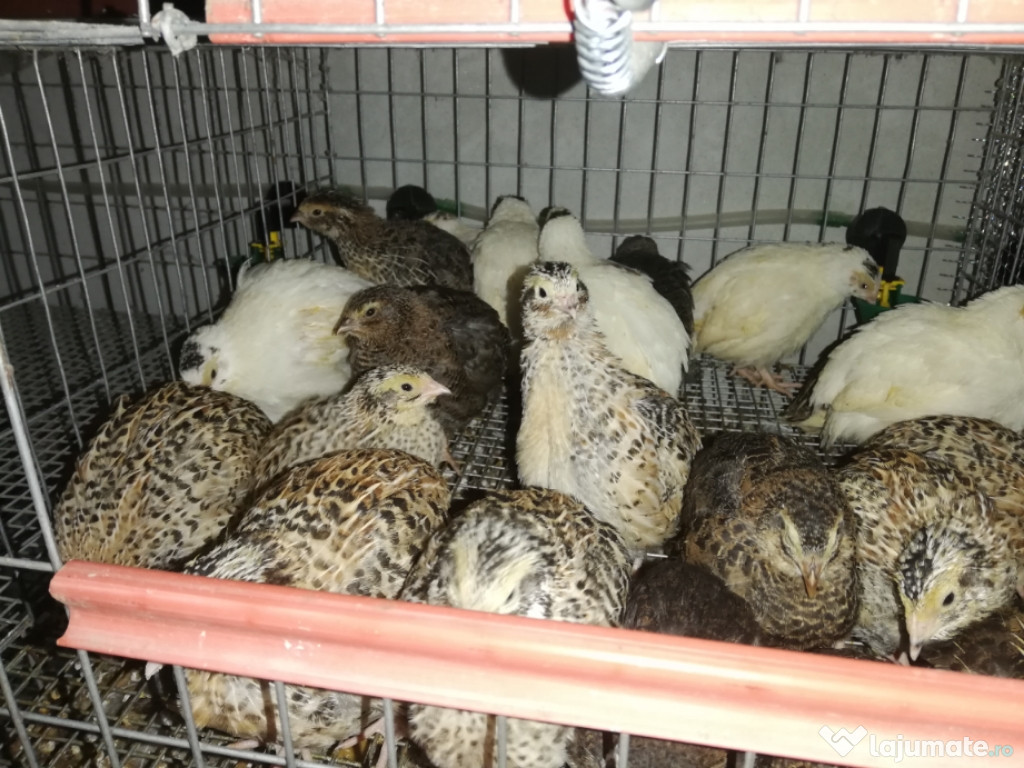 Prepelite Jumbo Gold, Polare Gigant și Japoneze