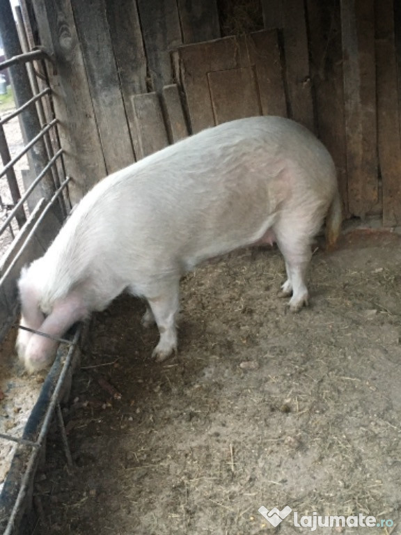 Porci între 120-200kg