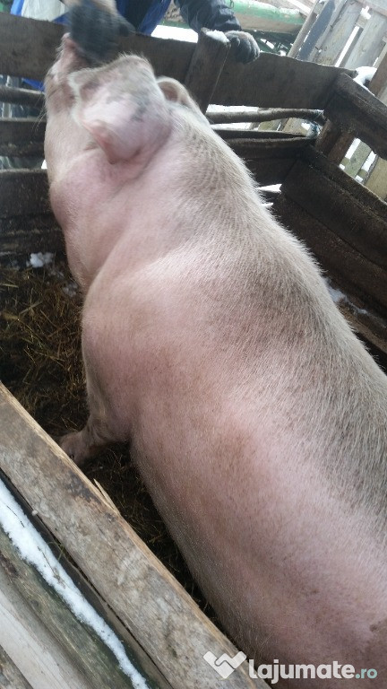 Porc 260-300kg