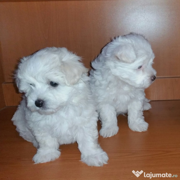 Pui Bichon Maltez