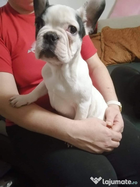 Bulldog francez jucăuși