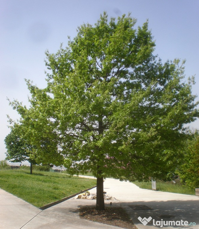 Cer (Quercus cerris )