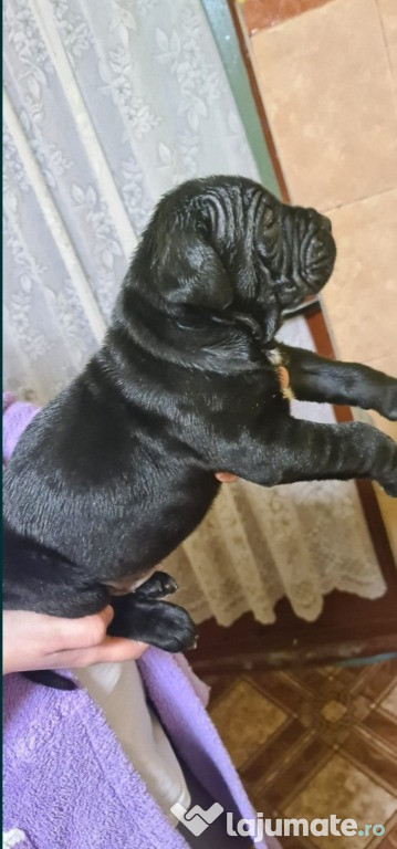 Puiuți Cane Corso