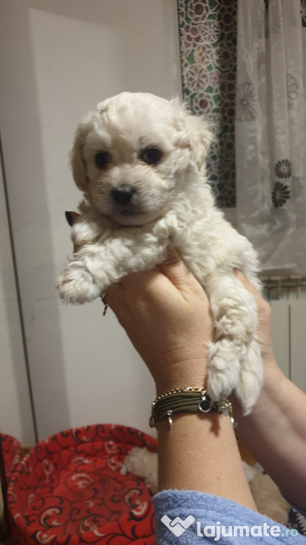 Pui bichon