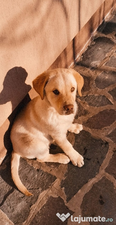 Labrador rasa pura