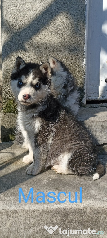 Pui Husky Siberian