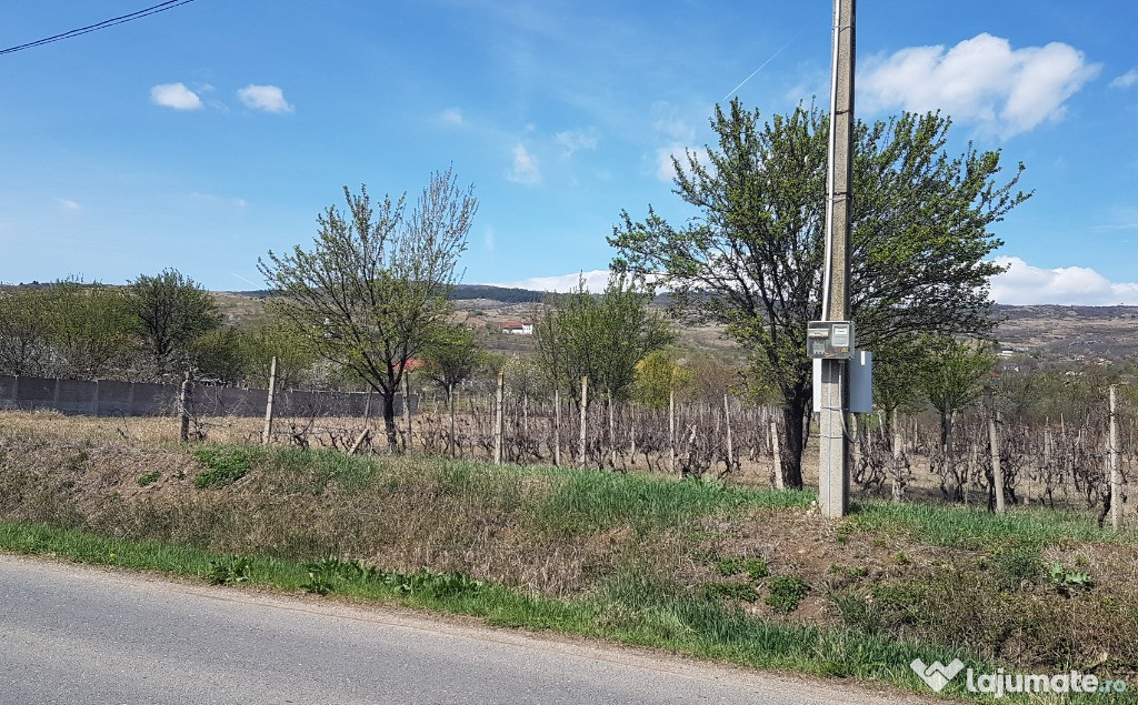 3000 mp intravilan Clondiru de Sus Pietroasele Buzau