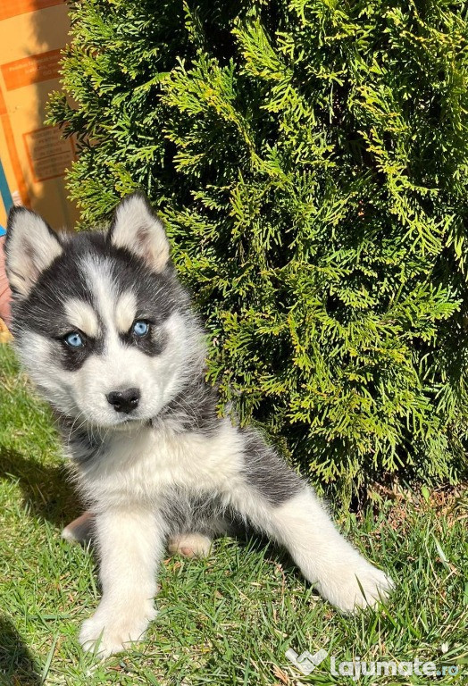 Puiuț de Husky Siberian