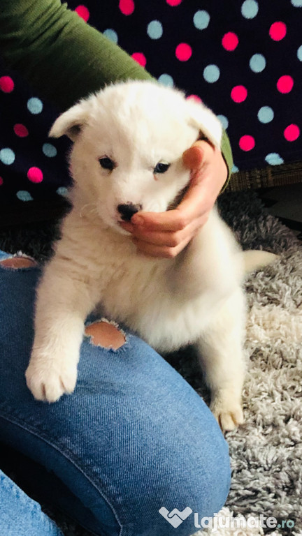 Husky