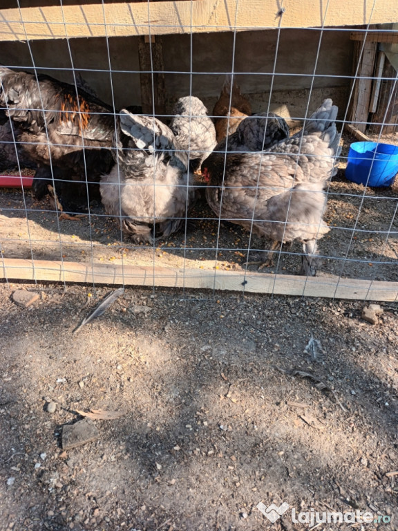 Familie brahma albastru compusa din 1 cocos și 8 găini