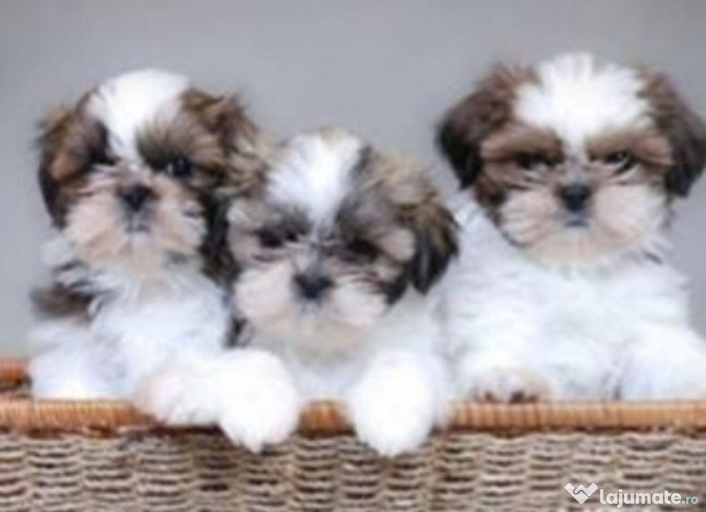 Shih Tzu