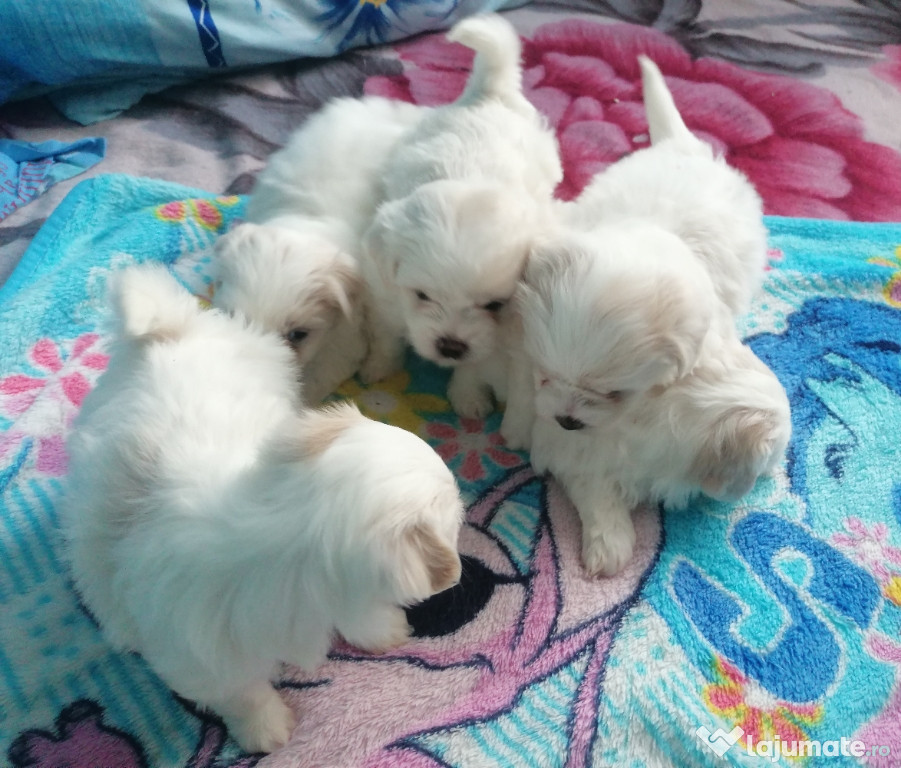 Bichon maltez foarte dragalas si jucausi