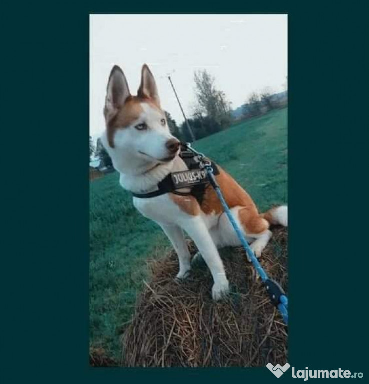 Femela husky
