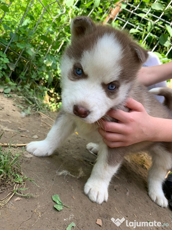 Pui husky siberian