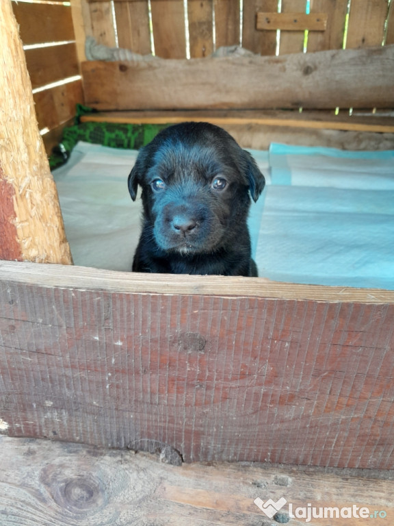 Pui labrador retriever negrii