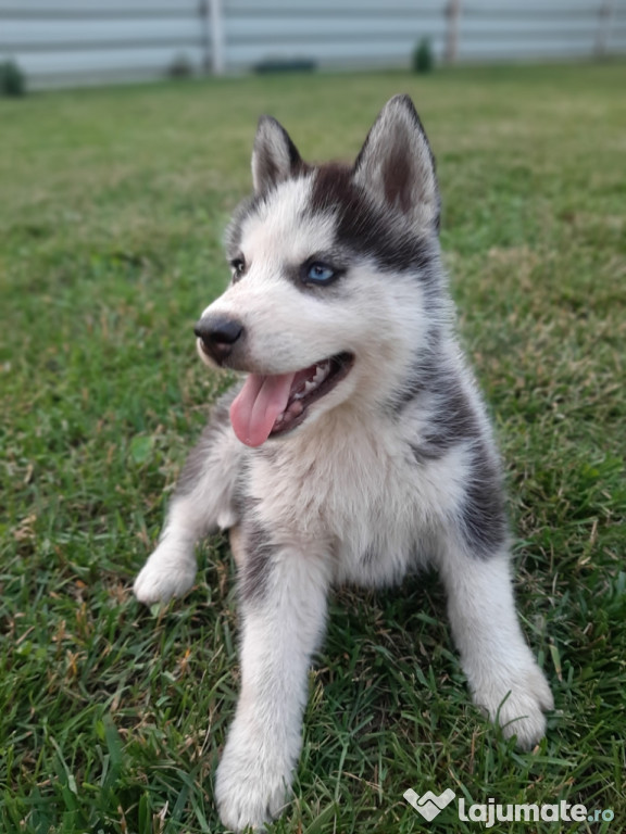 Pui Husky Siberian vaccinați