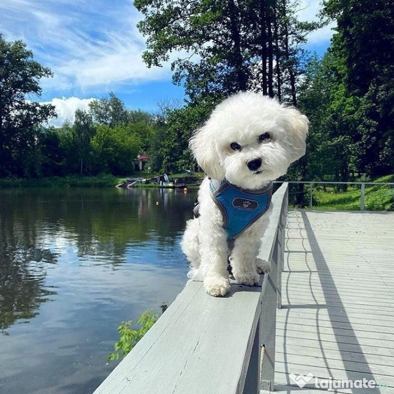 Catelusi Bichon