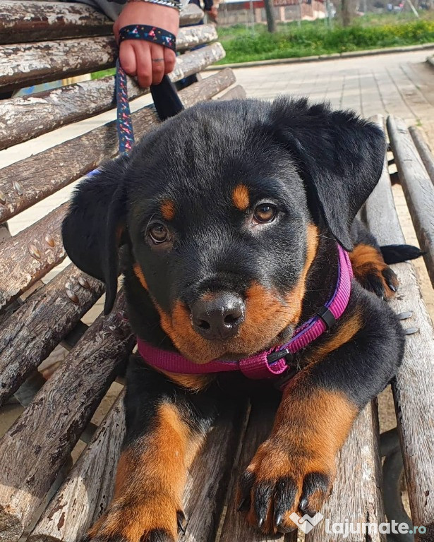 Adorabil catelus rottweiler