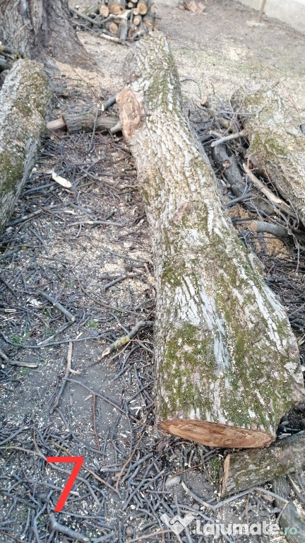 Trunchi Lemn de Nuc lemn calitativ