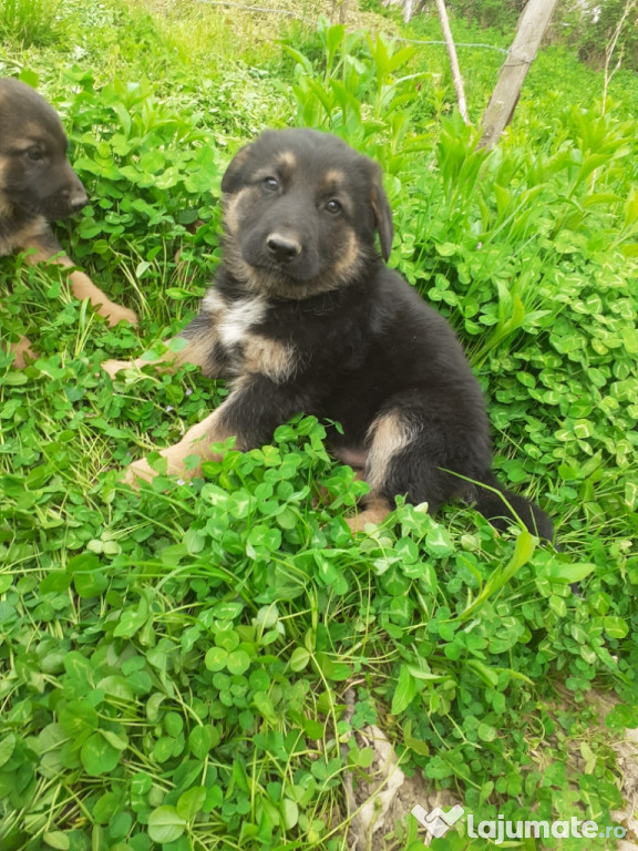 Căței Ciobanesc German