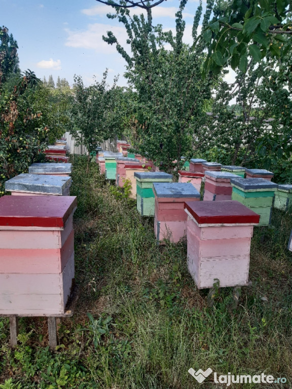 Familie de albine puternice și productive
