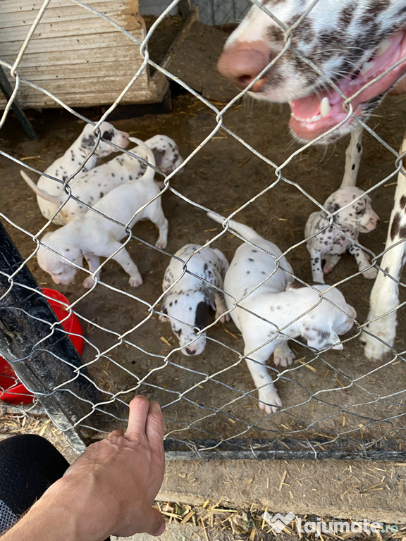 Catelusi dalmatieni