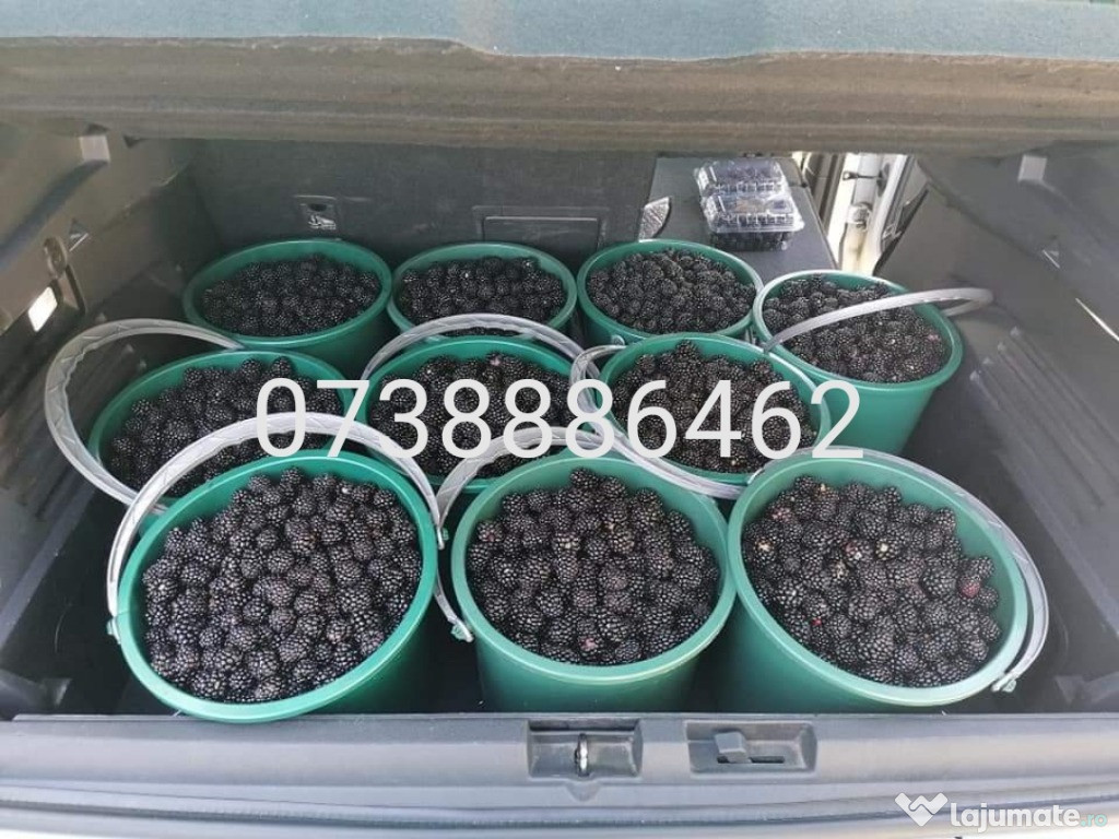 Mure dulci și aromate