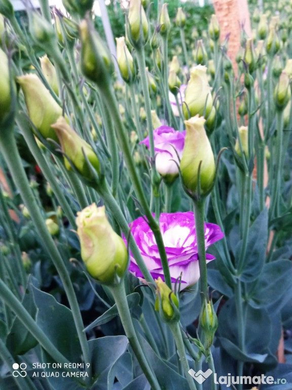 Lisiandru Eustoma