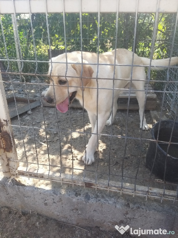 Labrador mascul 11 luni