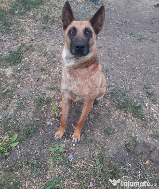 Ciobanesc belgian malinois maro