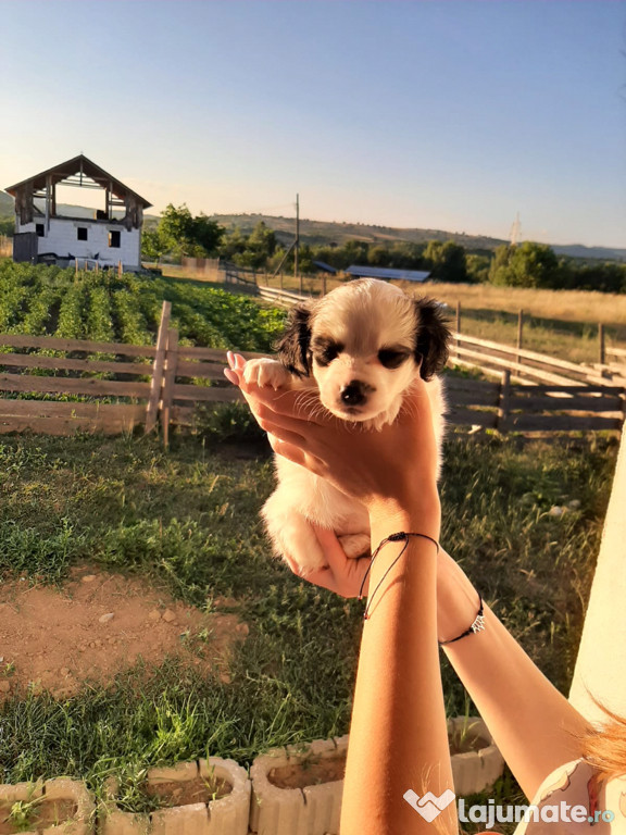 Puiuți de Bichon Metis