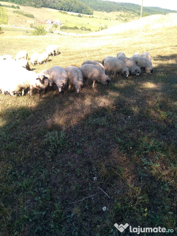 Miei brez și oachese