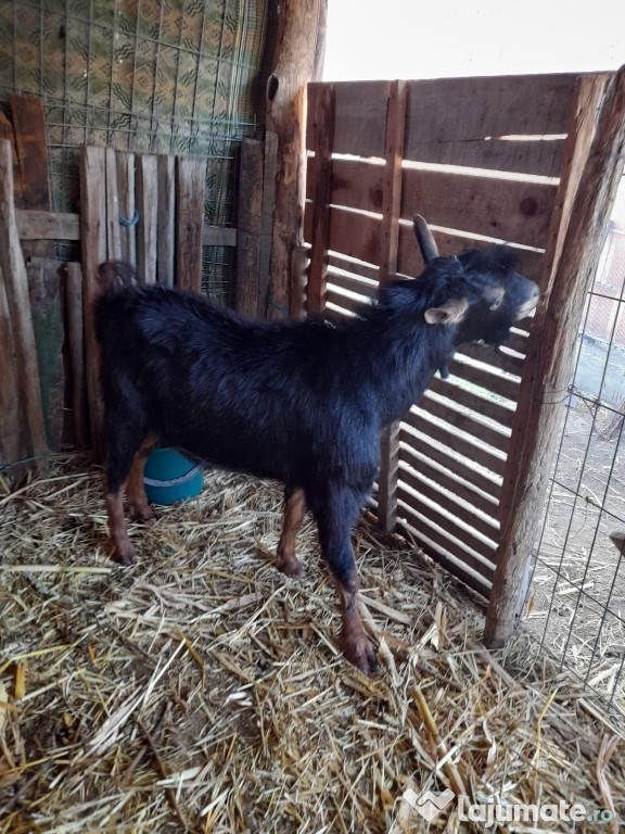 țap metis Alpin francez