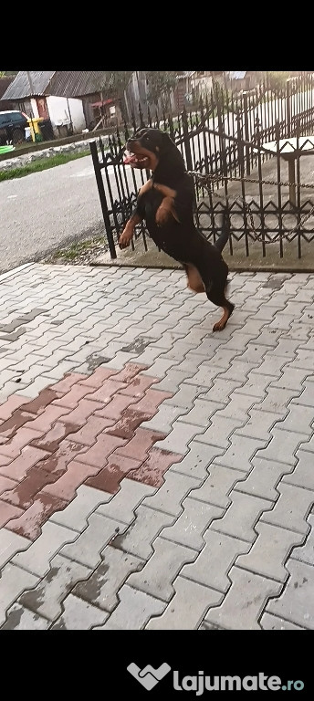 Femelă rottweiler disponibilă