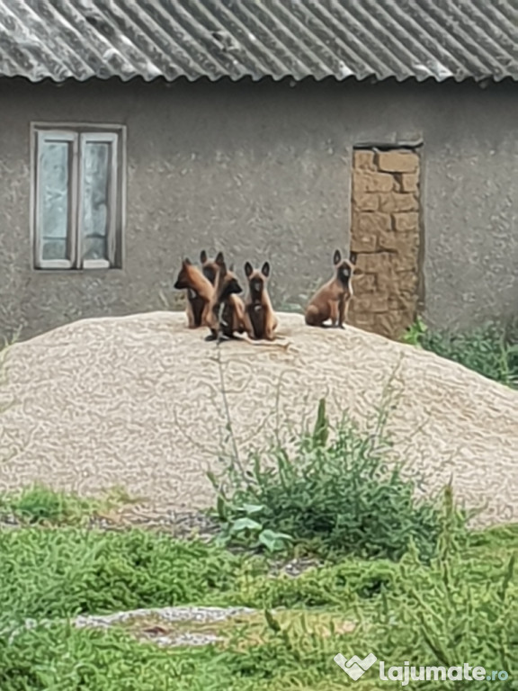 Ciobănesc Belgian Malinois