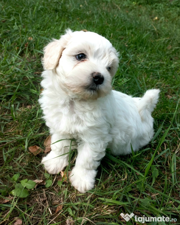 Bichon maltez