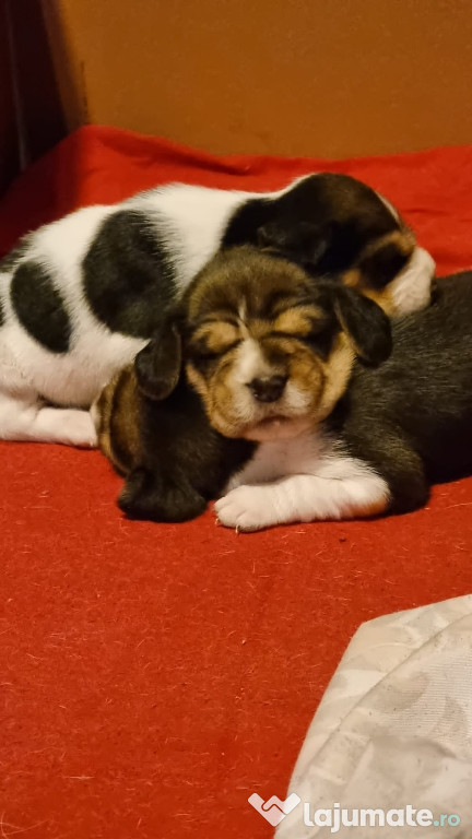 Pui beagle tricolor