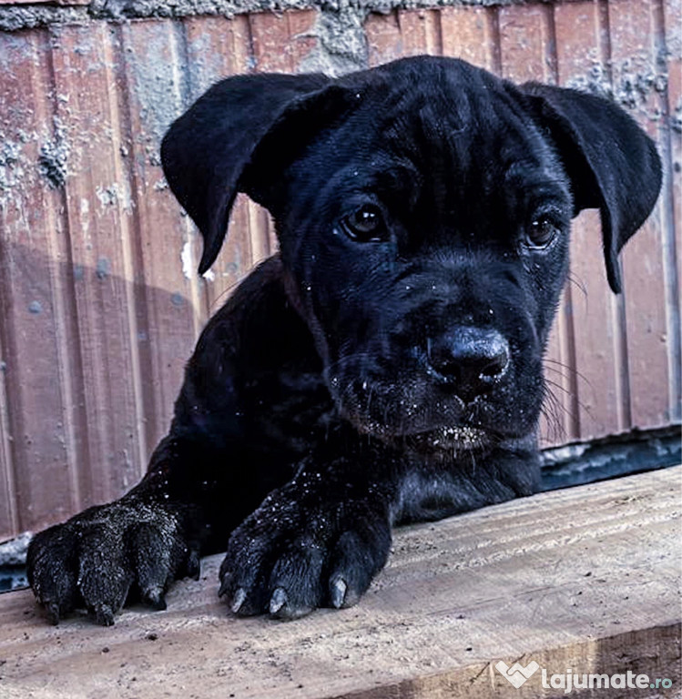 Cane Corso